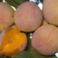 Саджанець Слива Суперіор Диплоїдна в контейнері